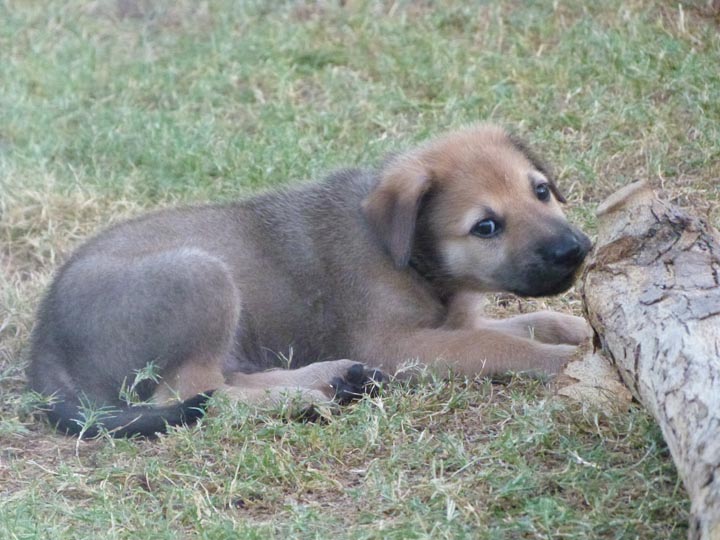 chinook dog